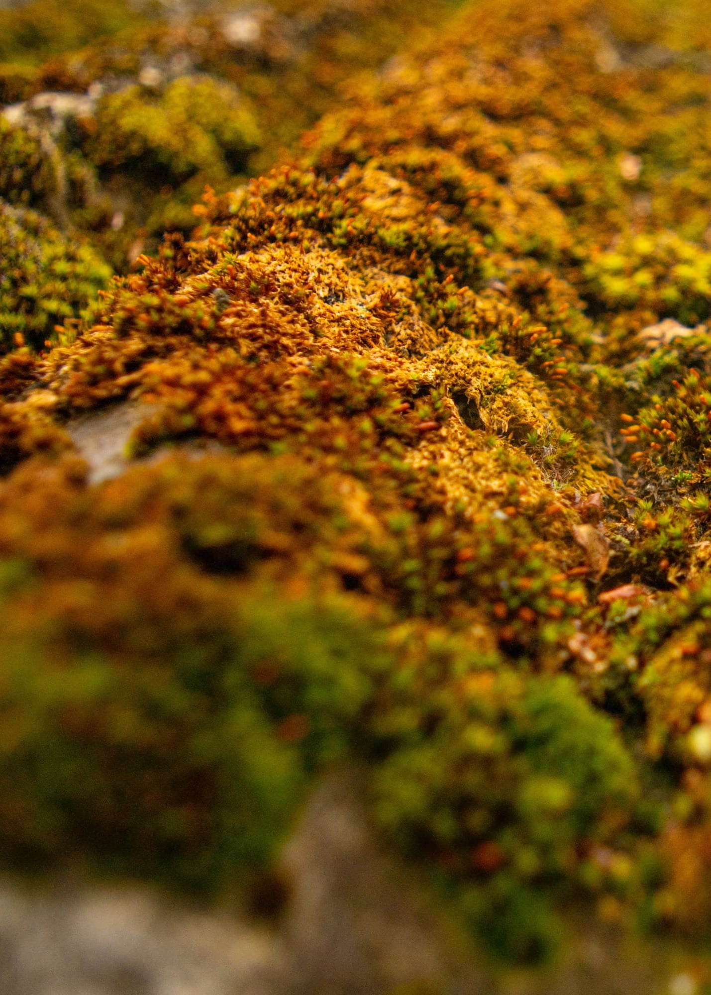 Malerfirma - S.P. Malerfirma ApS - elena mozhvilo 4AA1ixeFZr0 unsplash 1 - Hjem